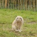 Un beau lapin dans la ferme pédagogique du camping de Guérande en Loire (...)