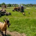 Chèvres de la mini-ferme du Domaine de Léveno à Guérande en Loire (...)