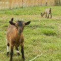 Animaux de la mini ferme du camping Léveno en Sud Bretagne