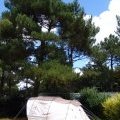 Tente au milieu des pins