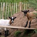 Les animaux du camping le Léveno près des plages de la côte d'amour