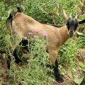 Rencontre avec un chevreau de la mini ferme du camping de guérande dans le (…)