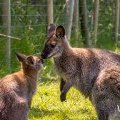 Le petits Kangourous de la mini-ferme du Domaine de Léveno en Loire Atlantique
