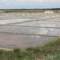 Les oeillets de sel