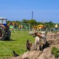 Les poules de la mini-ferme du Domaine de Léveno à Guérande entre Vendée et (…)