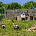 Les canards de la mini-ferme du camping Léveno au nord de la Vendée