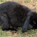 Un lapin de la ferme du camping le Léveno au sud du Golf du Morbihan