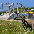 Kangourous dans la mini-ferme du camping Léveno