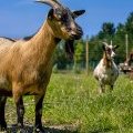 Les chèvres de la mini-ferme du Domaine de Léveno à Guérande 44