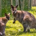 Les wallabies de la mini-ferme du Domaine de Léveno à Guérande en Sud (…)